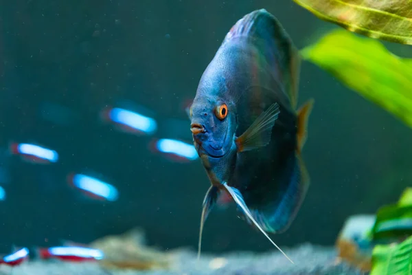 Крупним Планом Блакитна Тропічна Дискова Риба Symphysodon Фіштанку Вибіркове Тло — стокове фото