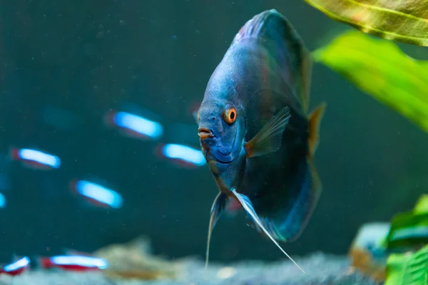 Primer Plano Pez Symphysodon Discus Tropical Azul Una Pecera Fondo —  Fotos de Stock