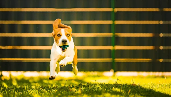 Netter Beagle Hund Läuft Glücklich Mit Blauem Ball Über Den — Stockfoto