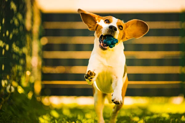 Anjing Beagle Lucu Berlari Bahagia Atas Halaman Dengan Bola Biru — Stok Foto