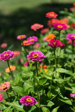 Bahçede yeşil arka planda bir demet Tithonia rotundifolia çiçeği. Çiçek Teması