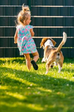 Küçük kız yaz günü arka bahçede av köpeğiyle koşuyor. Çocuk konsepti olan evcil bir hayvan. Köpek kovalayan 2-3 yaşında, tedavi peşinde koşan.
