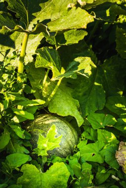 Tarladaki sebze tarlasında yetişen yeşil balkabağı. Tarım geçmişi