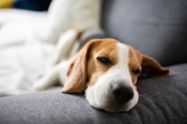 Beagle dog yorgun, rahat bir kanepede uyur, kanepe, köpek teması