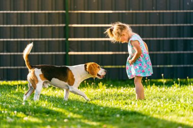 Küçük kız yaz günü arka bahçede av köpeğiyle dikiliyor. Çocuk konsepti olan evcil bir hayvan. 2-3 yaşlarında bir köpek..
