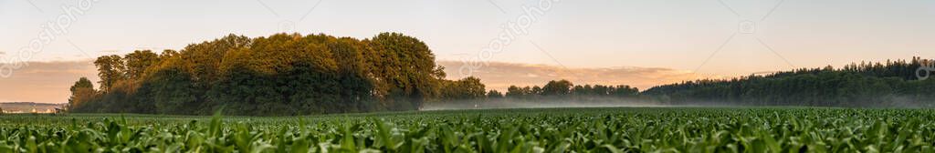 Landscape panorama with road, green corn fields and sunset sky.