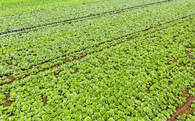 Yaz günü tarlada sıra sıra lahana mahsulleri. Hava tarımı geçmişi