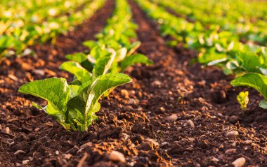Tarlada sırayla taze lahana filizleri. Bitkilerin üzerine gün batımı ışığı.