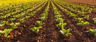 Tarlada sırayla taze lahana filizleri. Bitkilerin üzerine gün batımı ışığı.