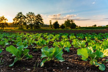 Tarlada sırayla taze lahana filizleri. Bitkilerin üzerine gün batımı ışığı.