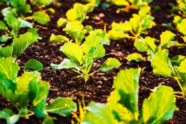 Genç lahanalar tarlada sıra sıra filizleniyor..