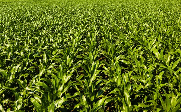 Низковысотная Аэрофотосъемка Рядов Кукурузного Завода Австрии Сельское Хозяйство — стоковое фото
