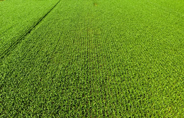 奥地利一排排玉米的低空飞行照片 农业背景 — 图库照片