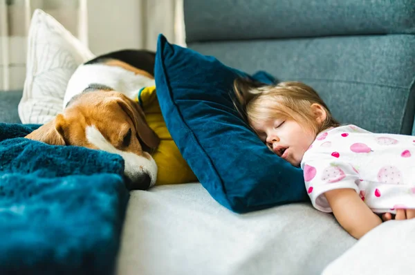 Flickan Låg Med Beagle Dog Soffan Kuddar Barn Med Husdjur — Stockfoto