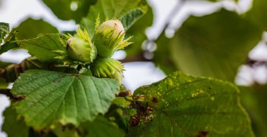 Yazın ağaçta yetişen yeşil fındık.