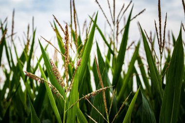 Yazın genç bir mısır bitkisinin kapanışı. Mısır alan arkaplanı
