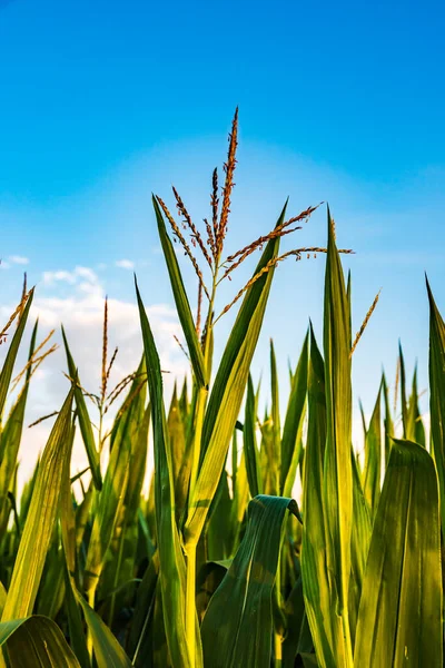 Fecho Uma Planta Milho Jovem Verão Campo Milho Fundo — Fotografia de Stock