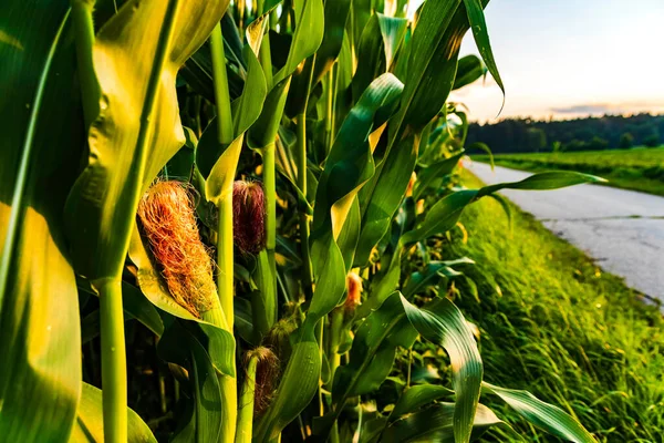 Nahaufnahme Einer Jungen Maispflanze Sommer Hintergrund Maisfeld — Stockfoto