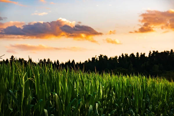 Nahaufnahme Einer Jungen Maispflanze Sommer Hintergrund Maisfeld — Stockfoto