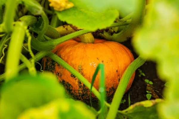 Zucca Nel Campo Tra Foglie Austria — Foto Stock