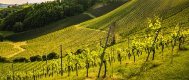 Avusturya 'daki bir Styrian üzüm bağının üzerinde güzel bir gün batımı. Şarap tarımı