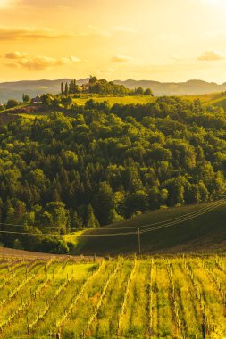 Avusturya 'daki bir Styrian üzüm bağının üzerinde güzel bir gün batımı. Şarap tarımı