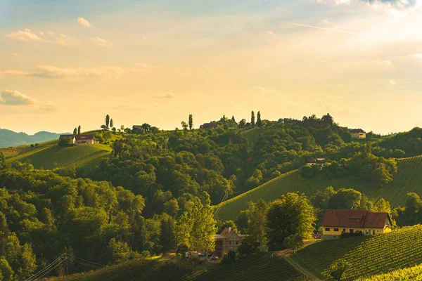 Bellissimo Tramonto Vigneto Della Stiria Austria Agricoltura Vinicola — Foto Stock