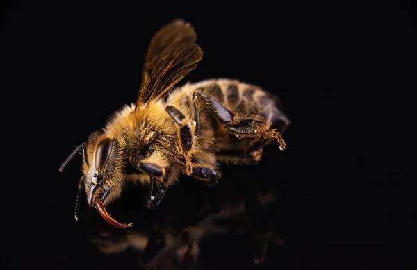 Gros Plan Abeille Morte Sur Fond Noir Importance Des Abeilles — Photo