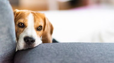 Depresyondaki köpek kanepede uzanıyor, sahibinin eve dönmesini bekliyor..