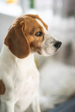 Parlak köpek temalı Beagle köpek portresi