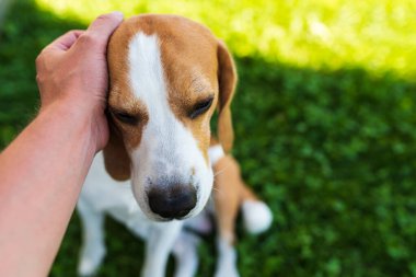 Güneşli yaz gününde otların üzerindeki av köpeğinin sahibi. İyi köpek konsepti