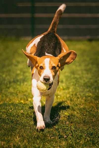 Beagle Koira Juoksee Nurmikolla Nopeasti Kohti Kameraa Hyppää Lennä Pallon — kuvapankkivalokuva