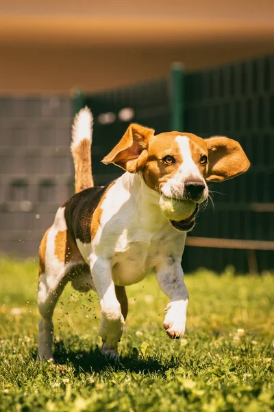 Beagle Koira Juoksee Nurmikolla Nopeasti Kohti Kameraa Hyppää Lennä Pallon — kuvapankkivalokuva