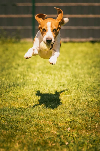 ビーグル犬は芝生の上をカメラに向かって速く走っている ジャンプしてボールと一緒に飛んでいます 猟犬訓練の概念 ストック画像