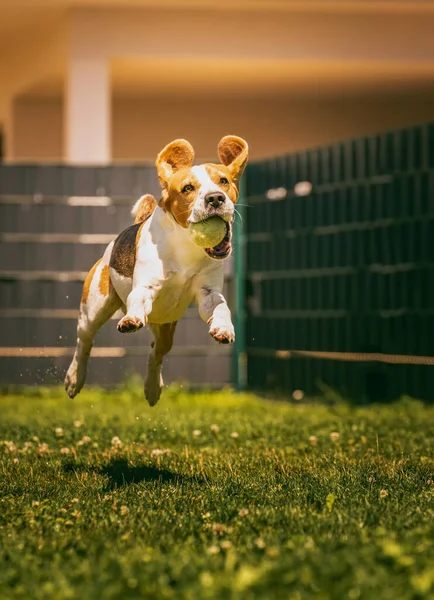 ビーグル犬は芝生の上をカメラに向かって速く走っている ジャンプしてボールと一緒に飛んでいます 猟犬訓練の概念 ストック写真