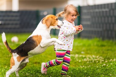 2-3 yaşlarında beyaz bir kız çocuğu bahçede av köpeğiyle oynuyor. Köpek, yaz günü çimlerin üzerinde oyuncak taşıyan bir kızı kovalıyor.
