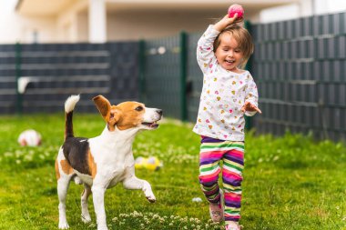 2-3 yaşlarında beyaz bir kız çocuğu bahçede av köpeğiyle oynuyor. Köpek, yaz günü çimlerin üzerinde oyuncak taşıyan bir kızı kovalıyor.