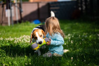 2-3 yaşlarında beyaz bir kız çocuğu bahçede av köpeğiyle oynuyor. Köpek, yaz günü çimlerin üzerinde oyuncak taşıyan bir kızı kovalıyor.