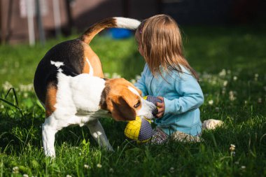 2-3 yaşlarında beyaz bir kız çocuğu bahçede av köpeğiyle oynuyor. Köpek, yaz günü çimlerin üzerinde oyuncak taşıyan bir kızı kovalıyor.
