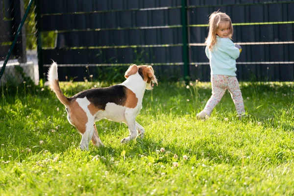 Young Years Old Caucasian Baby Girl Playing Beagle Dog Garden — Stock Photo, Image