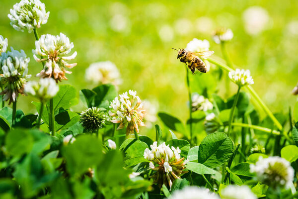 Close up of honey bee flying on the clover flower in the green field. Good for banner. Green background.