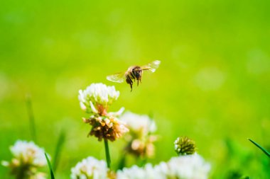 Yeşil tarladaki yonca çiçeğinin üzerinde uçan bal arısına yaklaş. Pankart için iyi. Yeşil arkaplan.