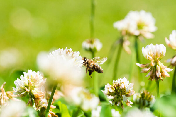 Close up of honey bee flying on the clover flower in the green field. Good for banner. Green background.