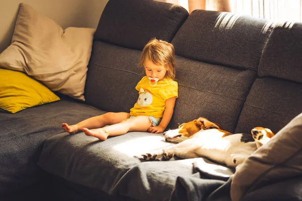 Dog with a cute baby girl on a sofa. Beagle lying next to cute baby girl