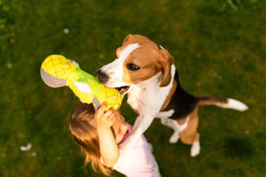 2-3 yaşlarında beyaz bir kız çocuğu bahçede av köpeğiyle oynuyor..