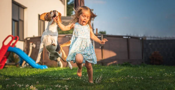 Liten Flicka Som Springer Med Beagle Dog Trädgården Sommardagen Husdjur — Stockfoto