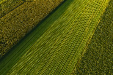Güneşli yaz gününde ekin tarlalarının gerçek manzarası. Tarım kavramı