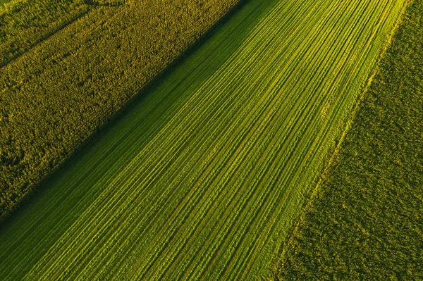 Verklig Bild Åkrar Solig Sommardag Jordbruksbegreppet — Stockfoto