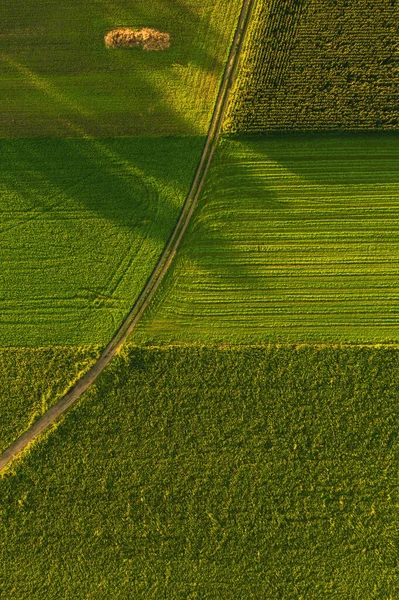 Areal view of crop fields in sunny summer day. Agriculture concept