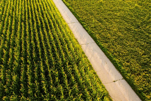 Areal View Crop Fields Sunny Summer Day Agriculture Concept — Stock Photo, Image